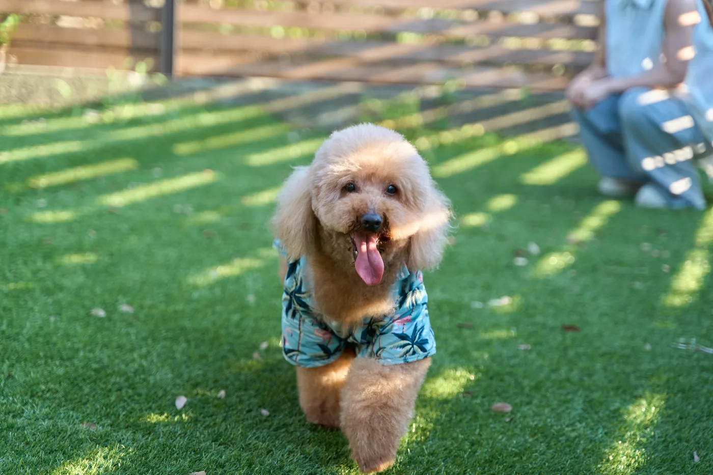 ドッグランで遊ぶ愛犬