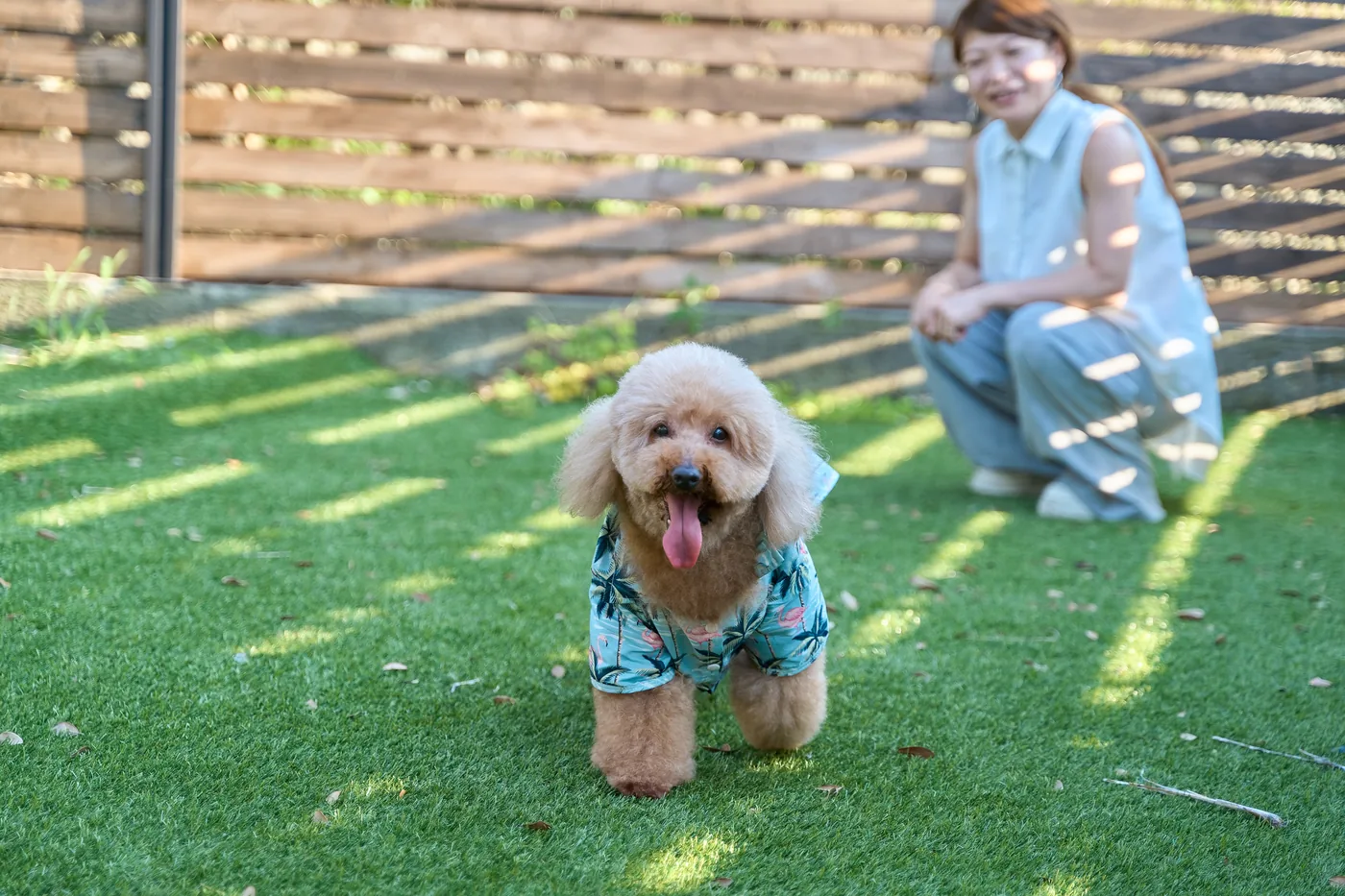 芝生を駆け回る愛犬