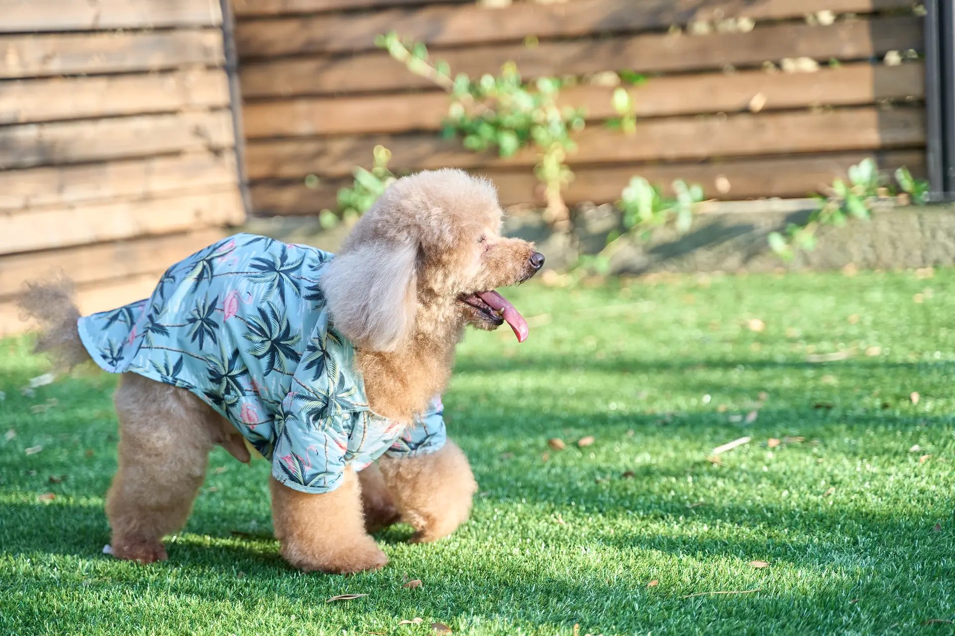 愛犬と過ごす